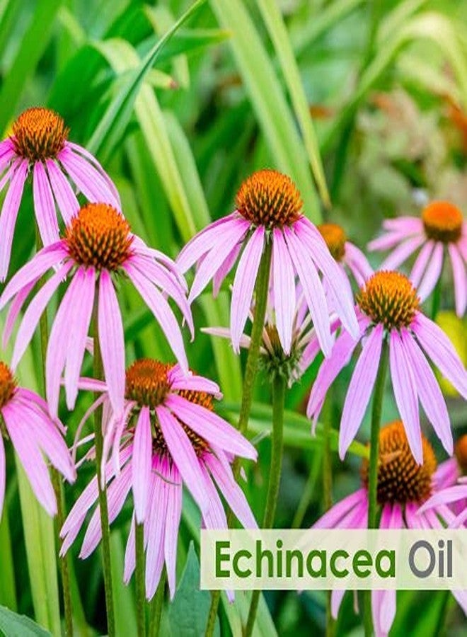 Salvia Echinacea Oil Pure and Natural Echinacea Oil Extract | Hair Care (Clean, Smooth and Silky Hair) | Skin Care (Hydrate, Nourish, Protect Skin) - 30 ML echinacea_30ml - Image 2