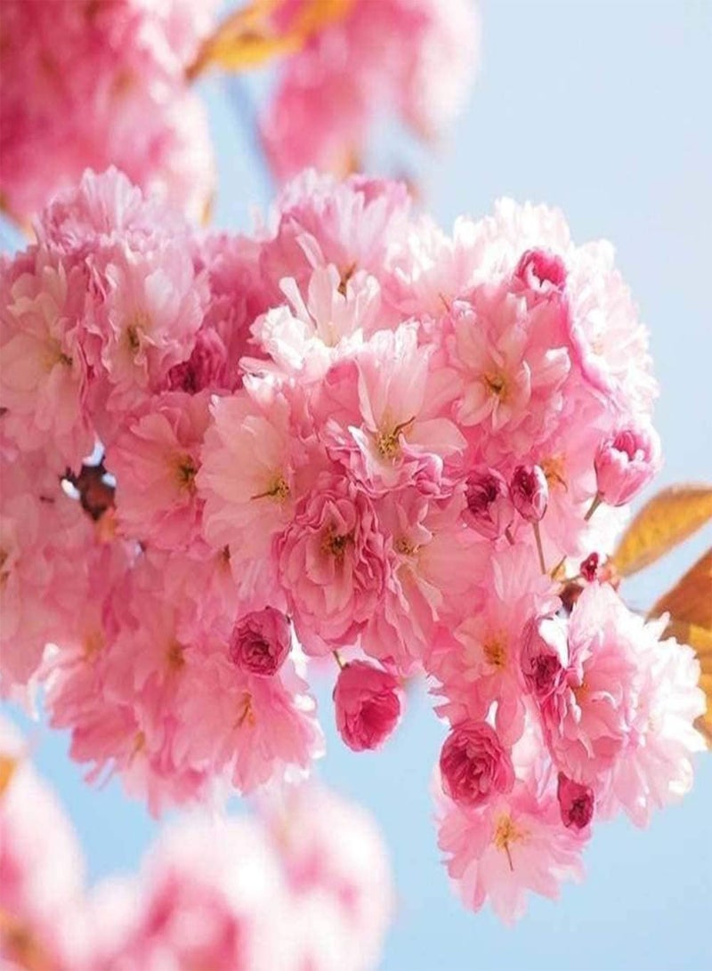 جي جوت 10 قطع من بذور شجرة ساكورا للحديقة لتزيين المنزل بنفسك، أزهار الكرز المزهرة في الشتاء، زراعة الفناء الخارجي - Image 2