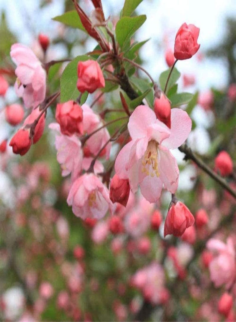 جي جوت 10 قطع من بذور شجرة ساكورا للحديقة لتزيين المنزل بنفسك، أزهار الكرز المزهرة في الشتاء، زراعة الفناء الخارجي - Image 3