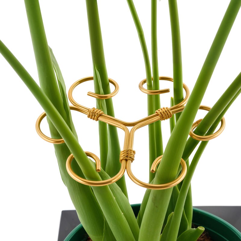 Yeomant 4PCS Iron Monstera Support, Uniquely Designed Plant Support Stakes for Indoor Plants, Stable Plant Stakes and Supports, Turtle Shell Bamboo Clamp Set for Thriving Growth - Image 1