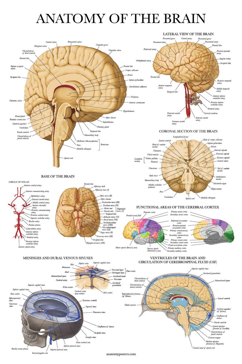 Palace Learning Brain Anatomy Poster  Laminated  Anatomical Chart of the Human Brain