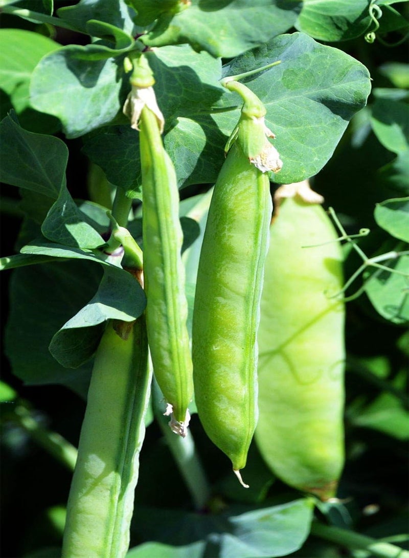 جي جوت ١٠ بذور من قرون السكر للزراعة - عبوة تراثية، هدية رائعة للبستنة - Image 3