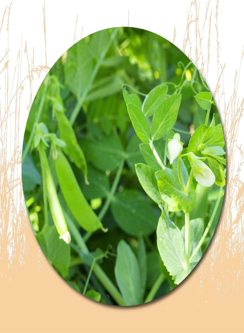 جي جوت ١٠ بذور من قرون السكر للزراعة - عبوة تراثية، هدية رائعة للبستنة - Image 1