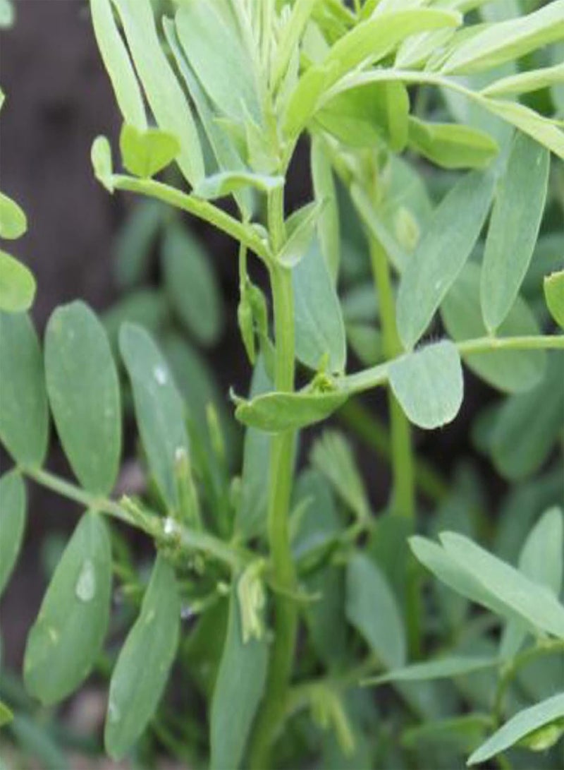 GGOOT Lentils, Lens culinaris Medik 10 Seeds Non-GMO Fresh Green Vegetables High Germination Rate Survival Gear Food Seeds - Image 3