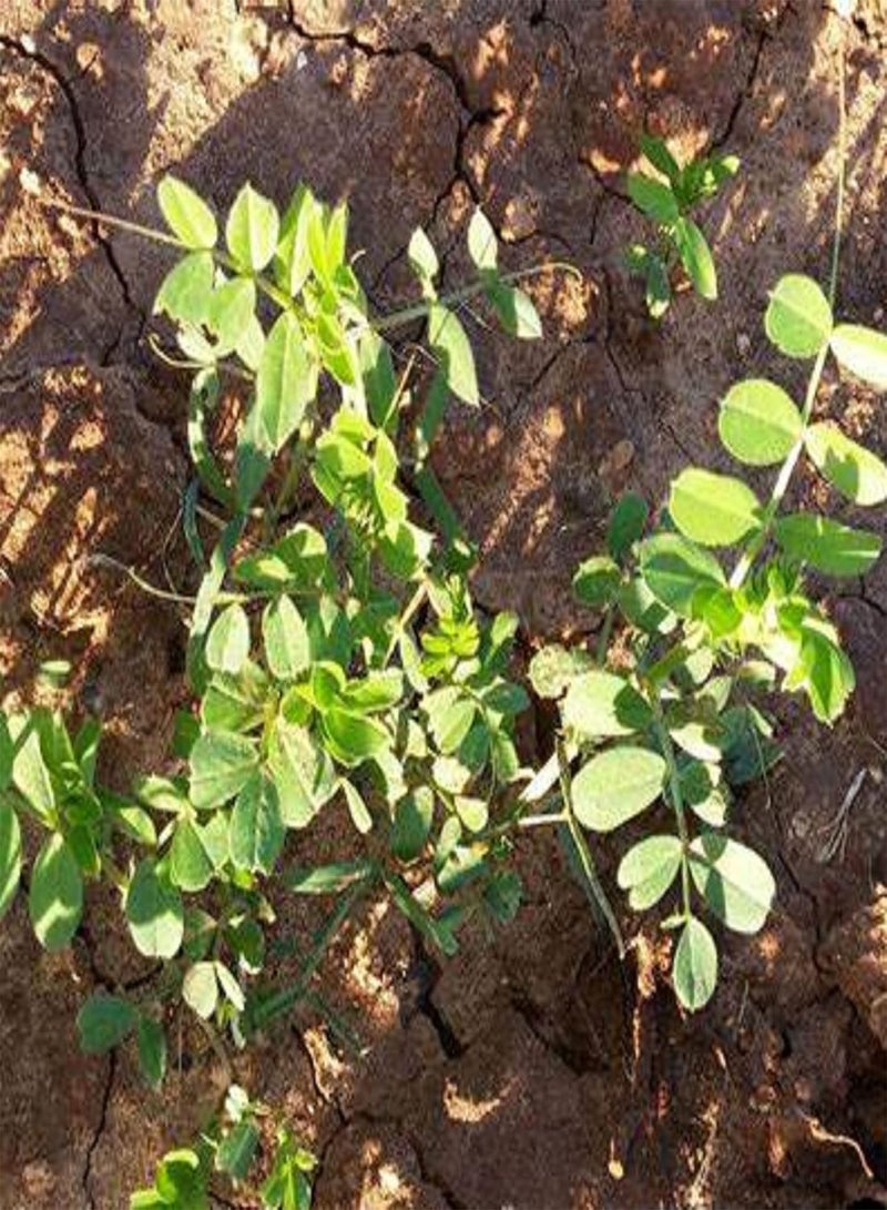 GGOOT Lentils, Lens culinaris Medik 10 Seeds Non-GMO Fresh Green Vegetables High Germination Rate Survival Gear Food Seeds - Image 4