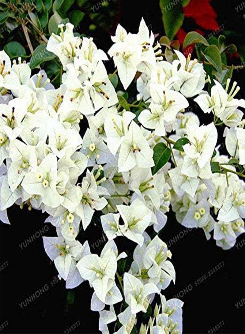 GGOOT 100 pcs Bougainvillea Flower Seeds for Natural Growth Mixed Colour - Image 4