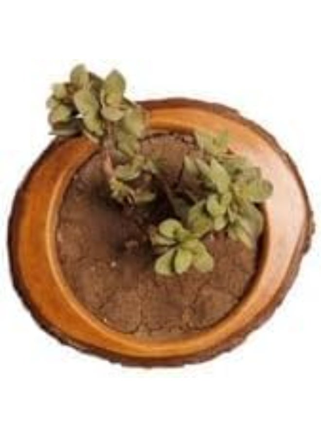Handmade Wooden Plant Pot – Rustic & Eco-Friendly Planter for Indoor & Outdoor Home Garden Décor - Image 3