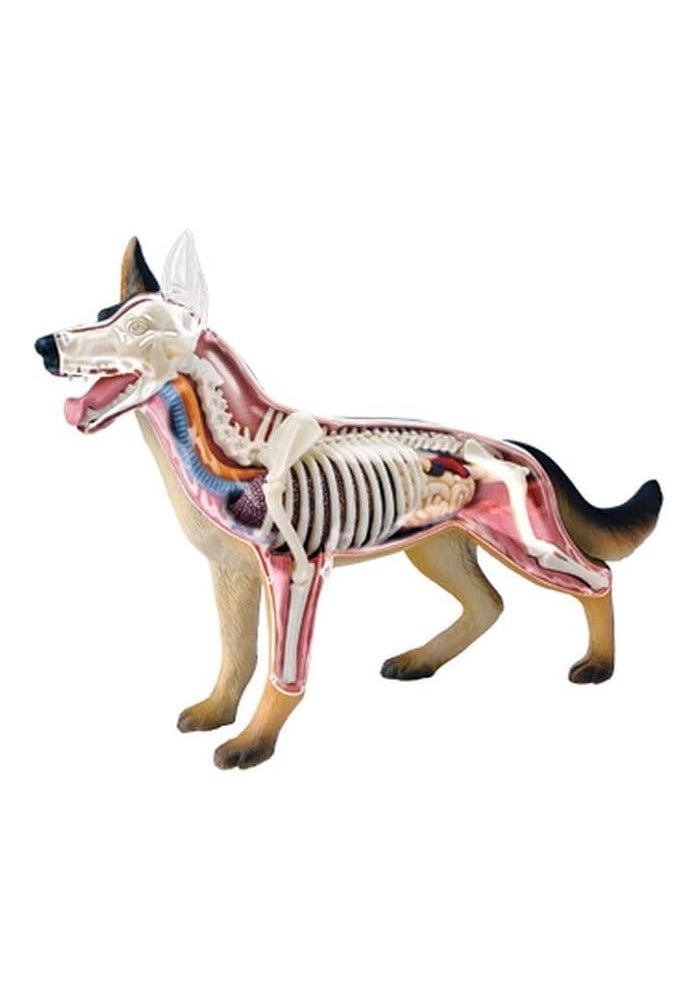 TEDCO 4D Vision Dog Anatomy Model with 28 Detachable Organs and Illustrated Guide - Image 1