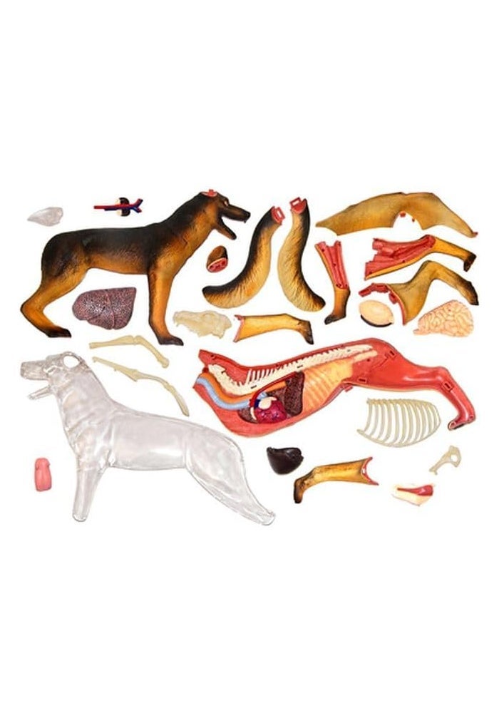 TEDCO 4D Vision Dog Anatomy Model with 28 Detachable Organs and Illustrated Guide - Image 3