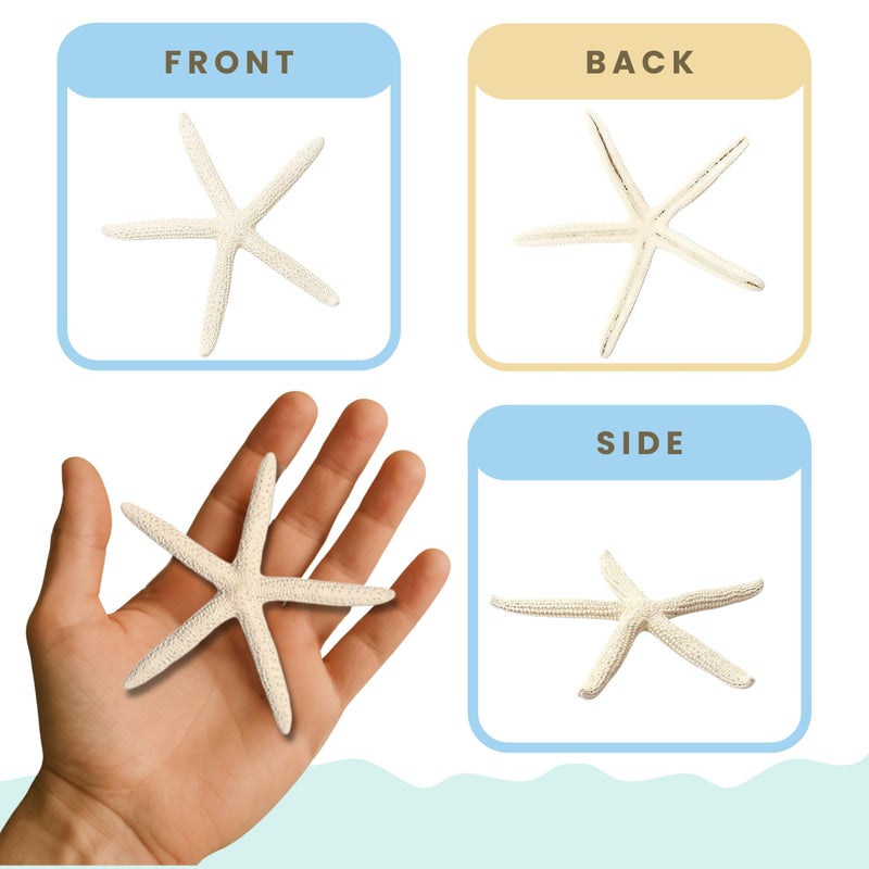 Nautical Crush Trading ديكور نجمة البحر - نجمة البحر للحرف - 10 حبة نجوم بحرية حقيقية 3-4 بوصة بيضاء - ديكور زفاف شاطئي - زينة حفلات ساحلية - ديكور قواقع البحر - قواقع للحرف - ديكور بحري - قواقع بالجملة للحرف - Image 5