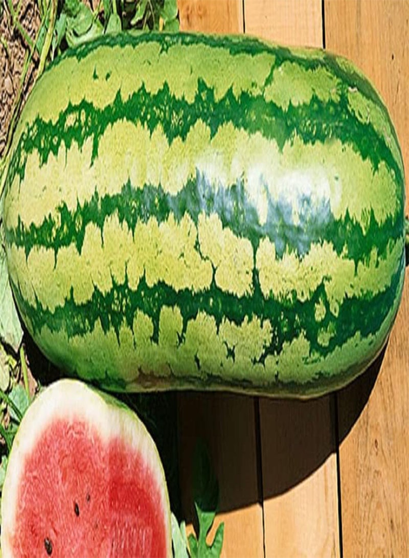 GGOOT 25 Garrisonian Watermelon Seeds | Non-GMO | Heirloom |  Fresh Garden Seeds - Image 1