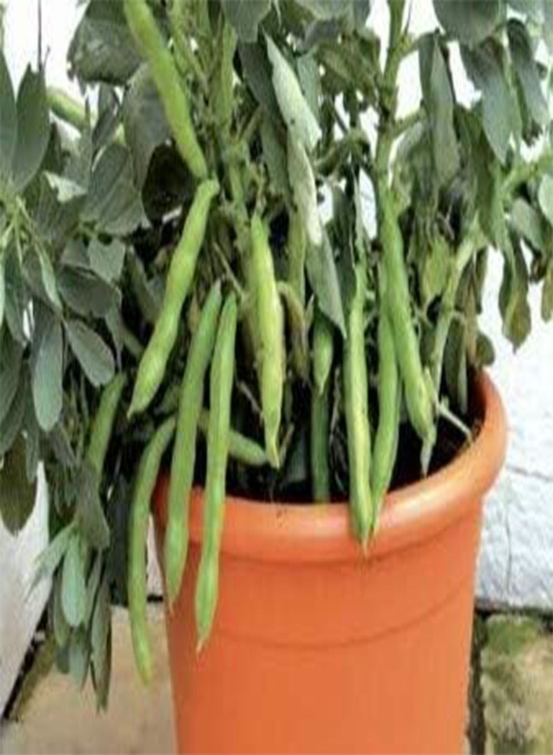 GGOOT Seeds of Vegetable Bean (Broad) Seeds Robin Hood