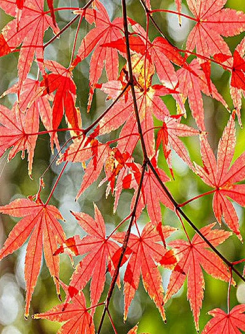 GGOOT 15Pcs Maple Seeds Ornamental Trees Planted Throughout The Year Red Leaves Like A Fire Create Vibrant Classic Garden Make People Linger - Image 2