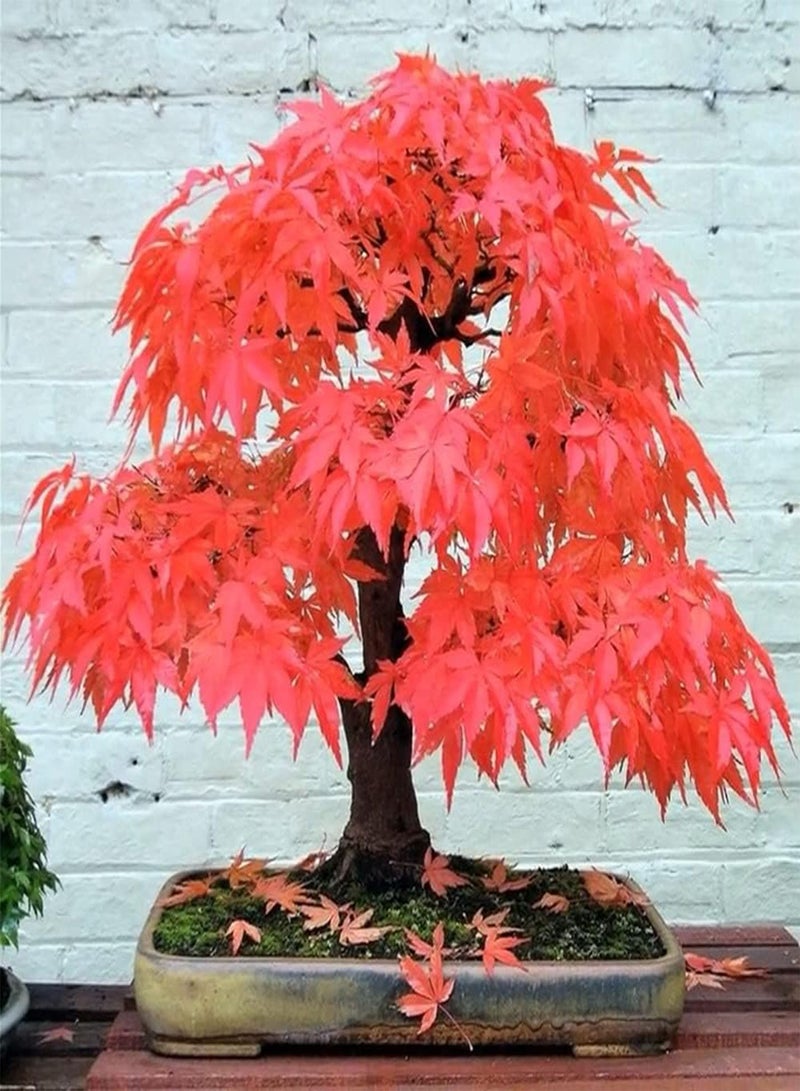 GGOOT 15Pcs Maple Seeds Ornamental Trees Planted Throughout The Year Red Leaves Like A Fire Create Vibrant Classic Garden Make People Linger - Image 1