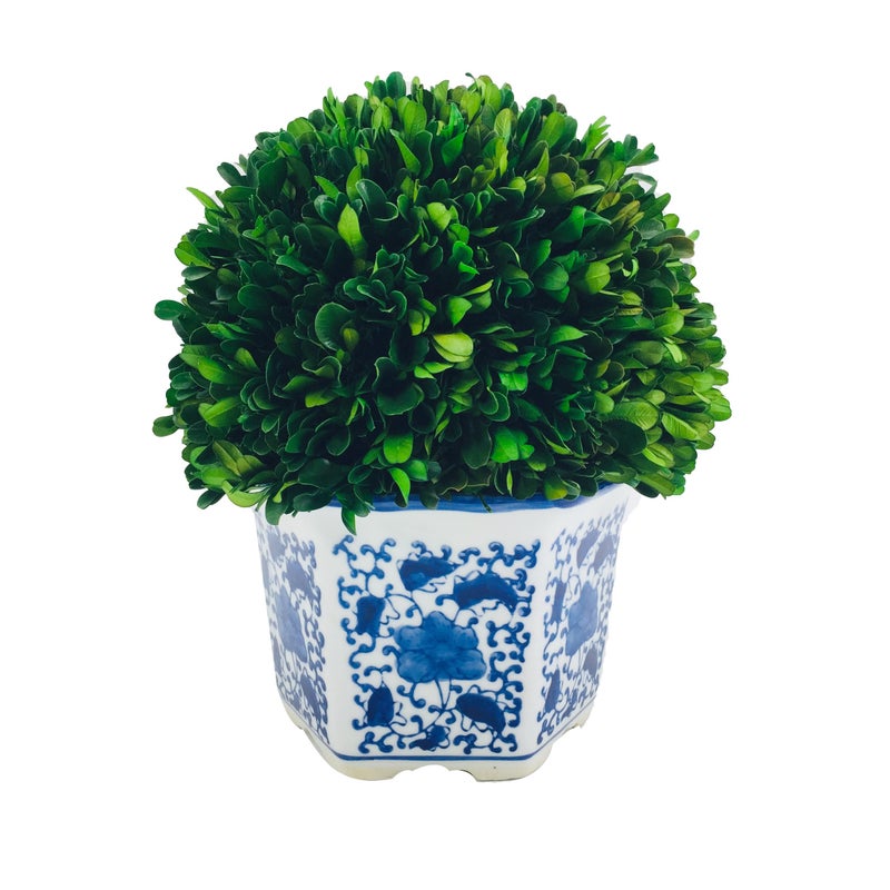 Galt International Galt International 11 Naturally Preserved Real Boxwood Ball in HandPainted Blue  White China Pot Planter Green Indoor Plant Home Decor 11 Tall Topiary 