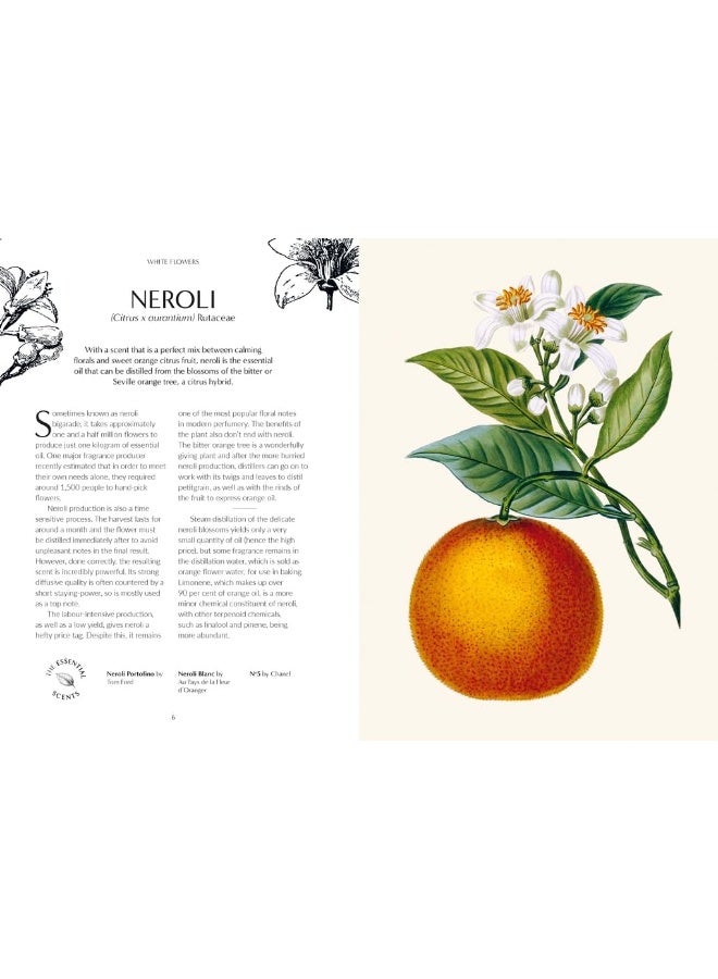 Kew - Fragrance: From plant to perfume, the botanical origins of scent - Image 2