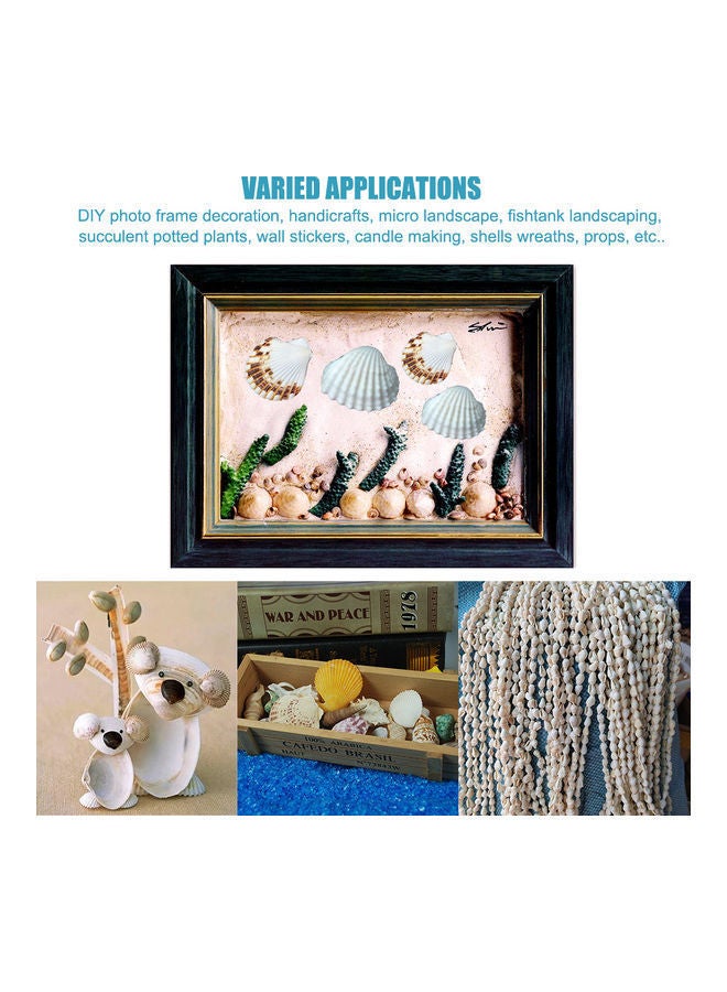 NIBEMINENT Varied Size Seashells Mixed for Beach Theme Multicolour 20.00 x 5.00 15.00cm - Image 2