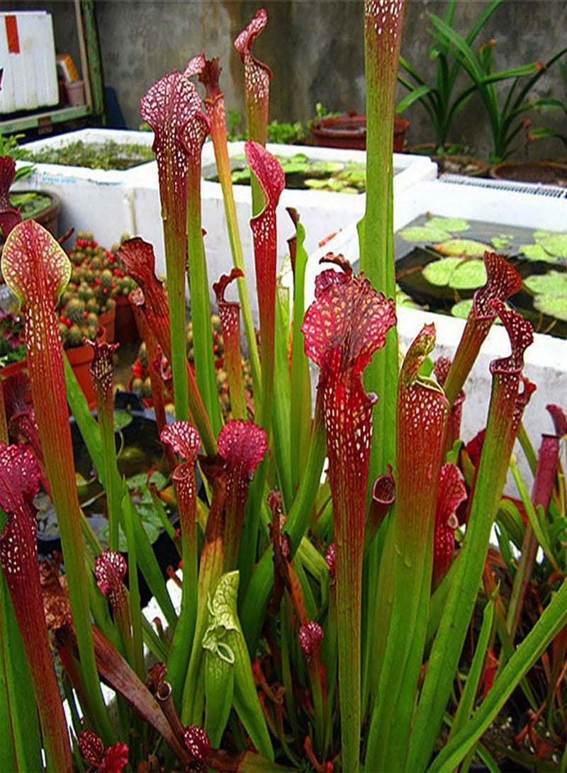GGOOT 120Pcs Nepenthes Seeds, Potted Carnivorous Plants Flower Catch Insect Bonsai - Image 2