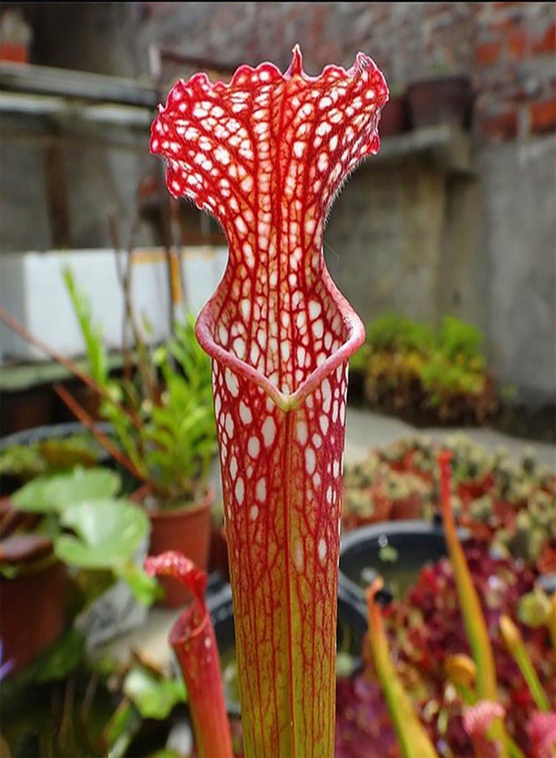GGOOT 120Pcs Nepenthes Seeds, Potted Carnivorous Plants Flower Catch Insect Bonsai - Image 5