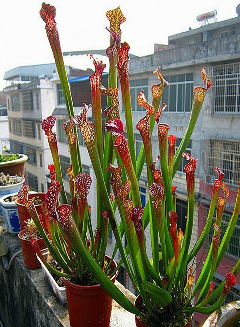 GGOOT 120Pcs Nepenthes Seeds, Potted Carnivorous Plants Flower Catch Insect Bonsai - Image 3