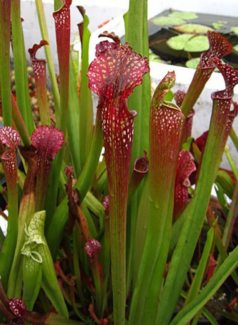 GGOOT 120Pcs Nepenthes Seeds, Potted Carnivorous Plants Flower Catch Insect Bonsai - Image 1