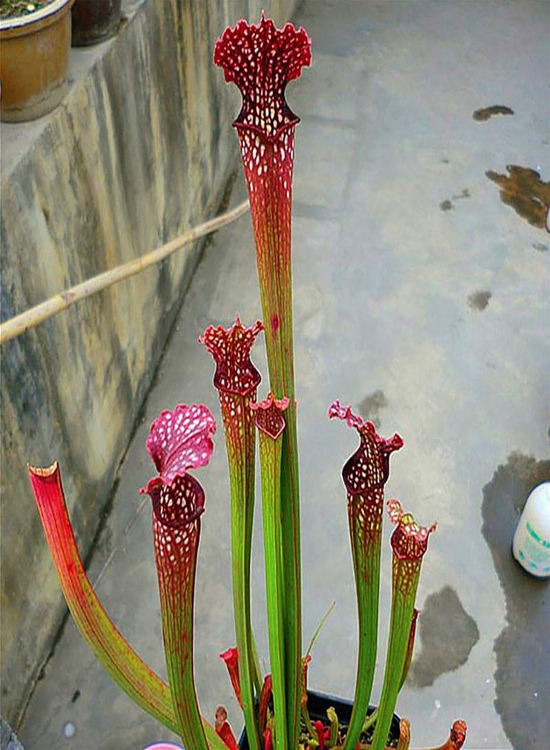 GGOOT 120Pcs Nepenthes Seeds, Potted Carnivorous Plants Flower Catch Insect Bonsai - Image 4