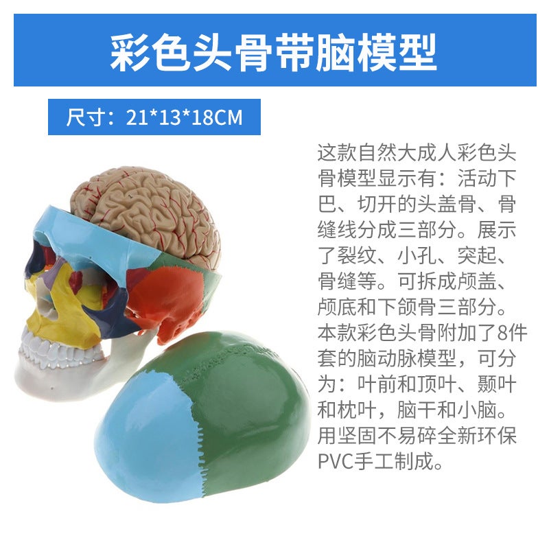 1 To 1 Head Human Skull Natural Large Adult Skull Teaching Medical Beauty Skull Skull Skull Model - Image 1