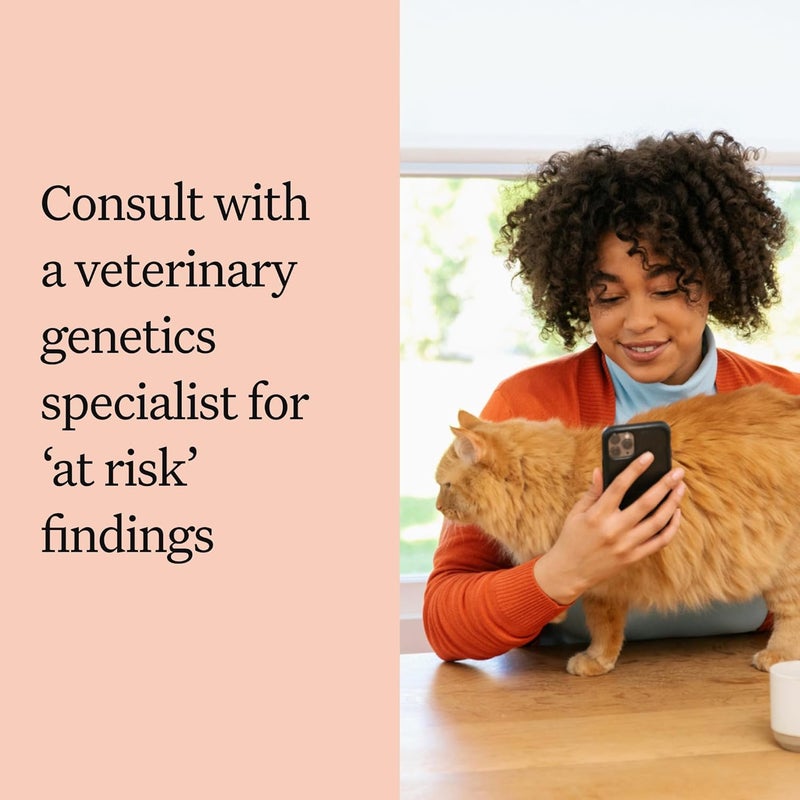 Wisdom Panel Complete Comprehensive Cat DNA Test kit for 45 Health Genetic Health Conditions 70 Breeds and populations 25 Traits Blood Type Pack of 1 - Image 5
