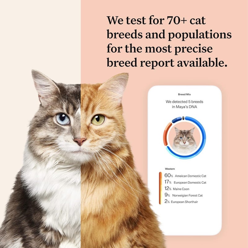 Wisdom Panel Complete Comprehensive Cat DNA Test kit for 45 Health Genetic Health Conditions 70 Breeds and populations 25 Traits Blood Type Pack of 1 - Image 2