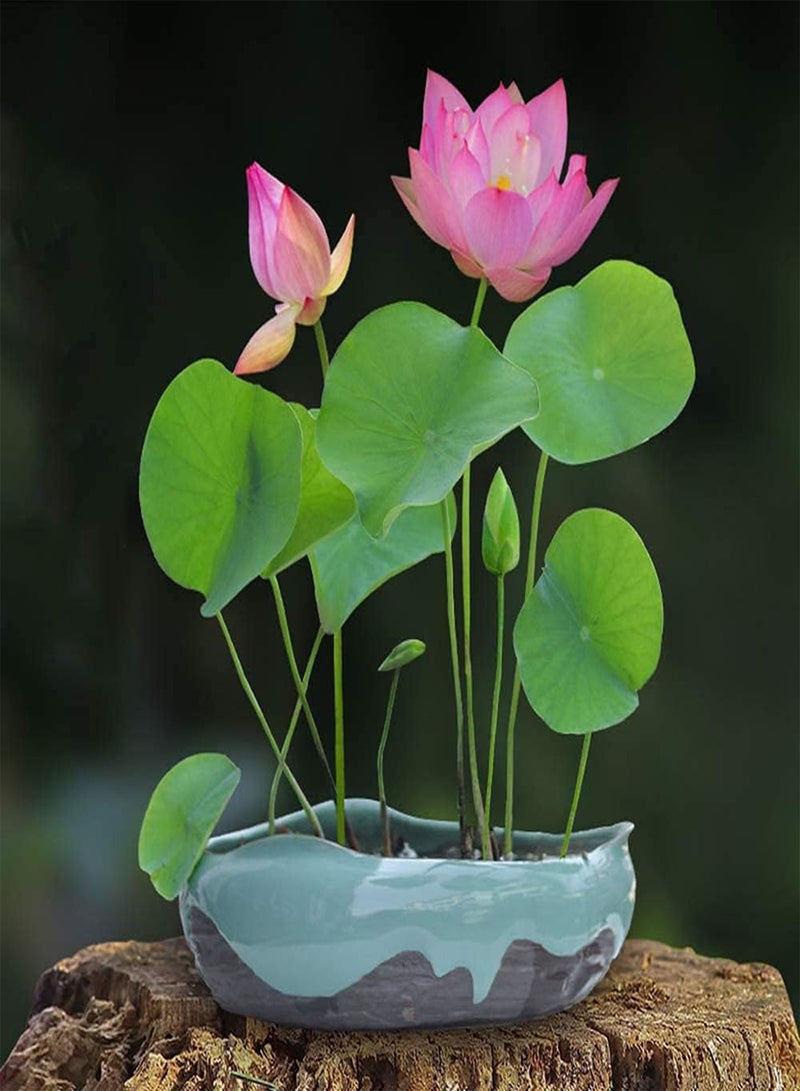 GGOOT 30pcs Lotus Seeds  - Image 2