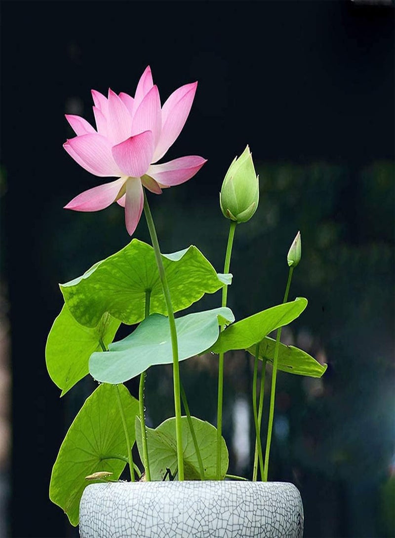 GGOOT 30pcs Lotus Seeds  - Image 1