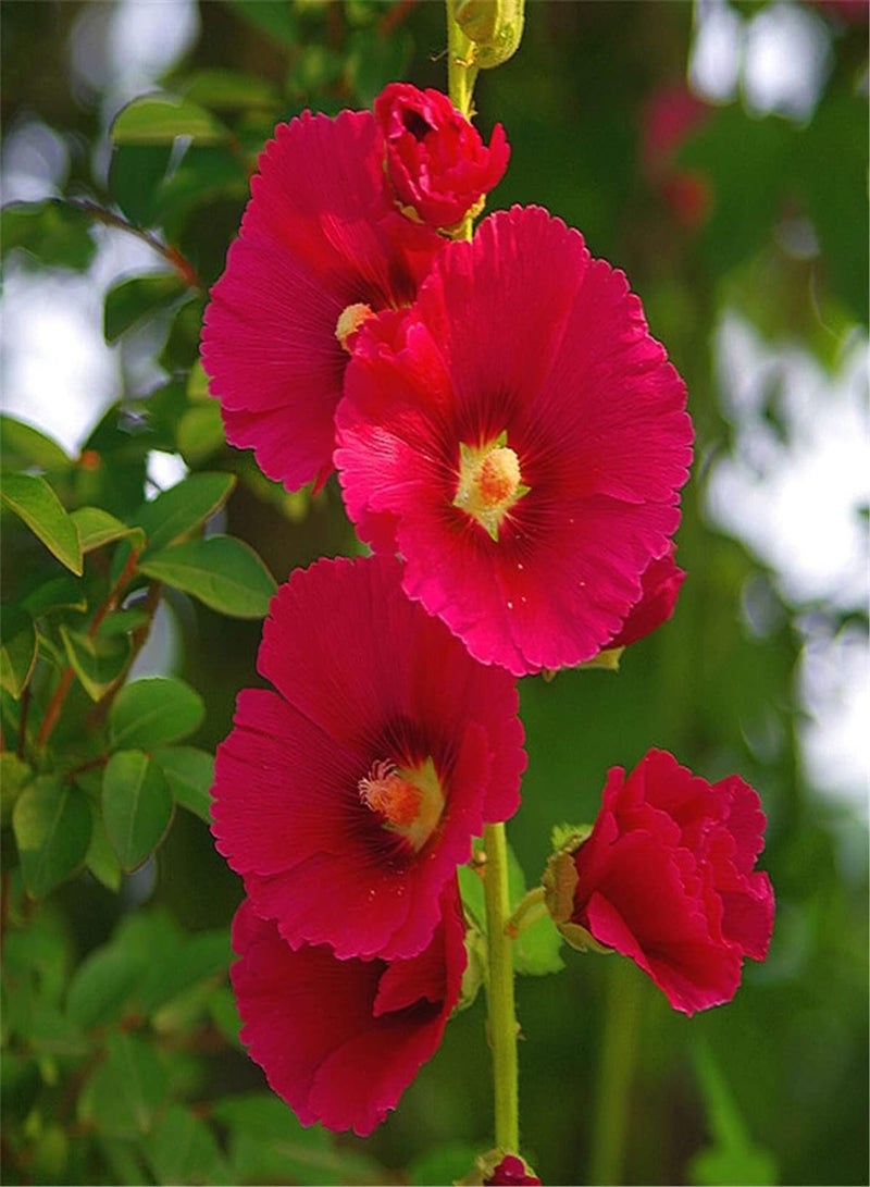 GGOOT Hollyhock Seeds for UK-Indoor Outdoor Seeds-Can Blossom in Large Numbers-300 PCS - Image 1