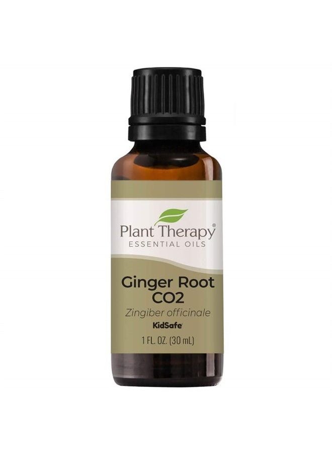 Plant Therapy Ginger Root CO2 Essential Oil 100% Pure, Undiluted, Natural Aromatherapy, Therapeutic Grade 30 mL (1 oz)  - Image 1