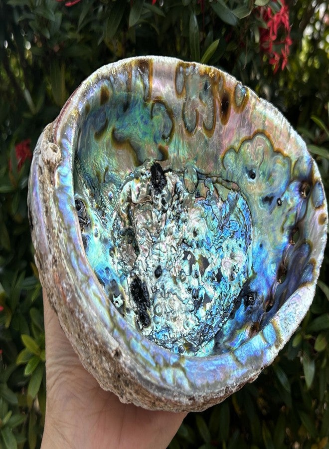 GAF TREASURES Abalone Shell, Seashell Incense Burner, Smudge Bowl for Holding Smudge Sticks, Incense, Crafts, Display, Jumbo - 7" to 8" - Image 4