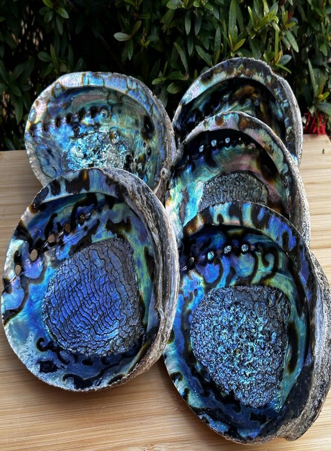 GAF TREASURES Abalone Shell, Seashell Incense Burner, Smudge Bowl for Holding Smudge Sticks, Incense, Crafts, Display, Jumbo - 7" to 8" - Image 5