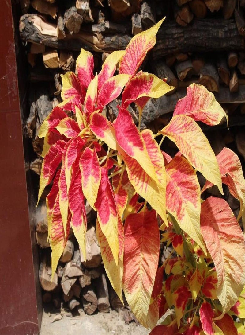 GGOOT 100Pcs/Bag Amaranth Tricolor Seeds Naturally Helps Relax DIY Non-GMO Vegetable Seeds for Home Amaranthus Tricolor Seeds - Image 2