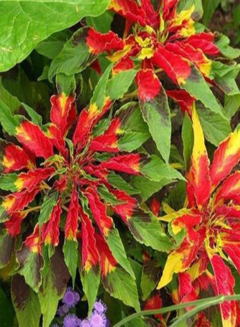 GGOOT 100Pcs/Bag Amaranth Tricolor Seeds Naturally Helps Relax DIY Non-GMO Vegetable Seeds for Home Amaranthus Tricolor Seeds - Image 3