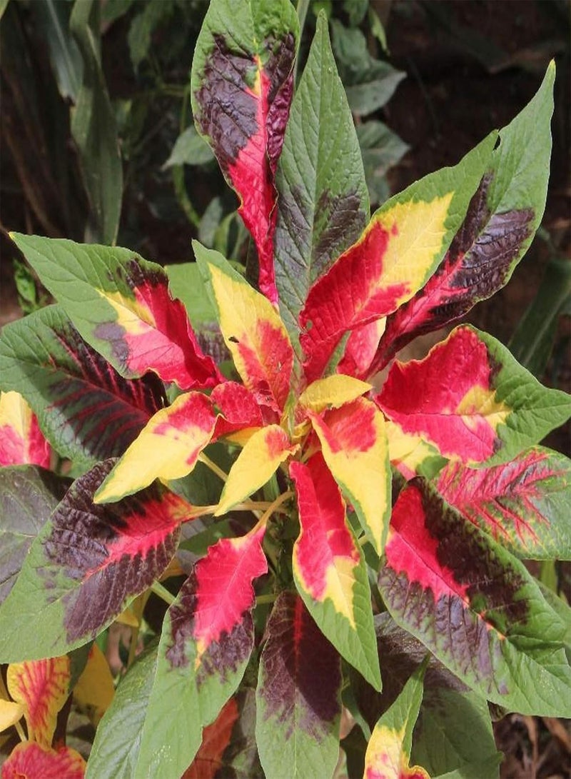 GGOOT 100Pcs/Bag Amaranth Tricolor Seeds Naturally Helps Relax DIY Non-GMO Vegetable Seeds for Home Amaranthus Tricolor Seeds - Image 1