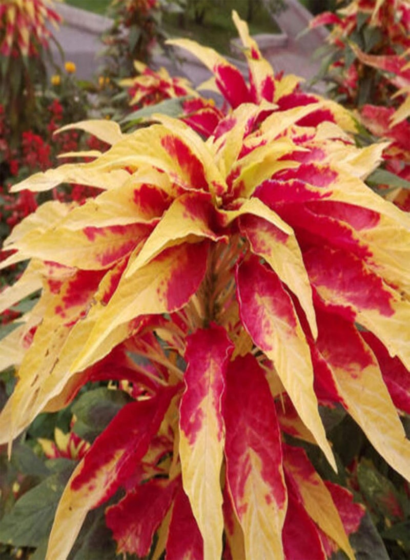 GGOOT 100Pcs/Bag Amaranth Tricolor Seeds Naturally Helps Relax DIY Non-GMO Vegetable Seeds for Home Amaranthus Tricolor Seeds - Image 5