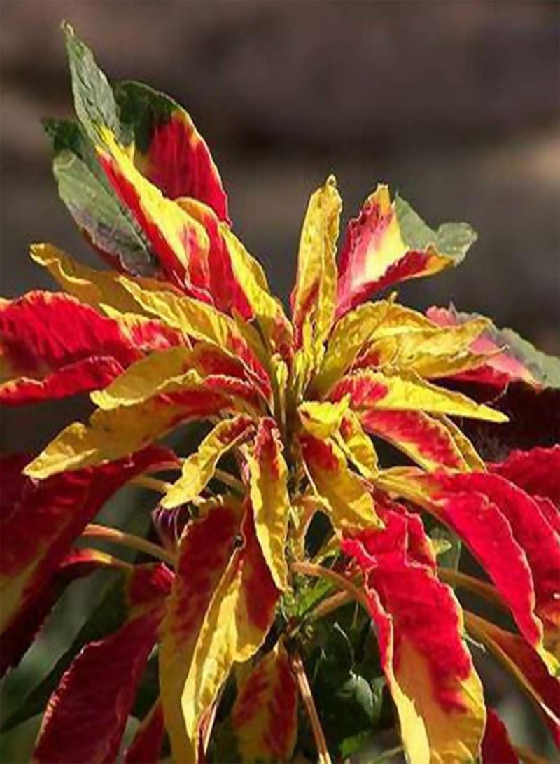 GGOOT 100Pcs/Bag Amaranth Tricolor Seeds Naturally Helps Relax DIY Non-GMO Vegetable Seeds for Home Amaranthus Tricolor Seeds - Image 4