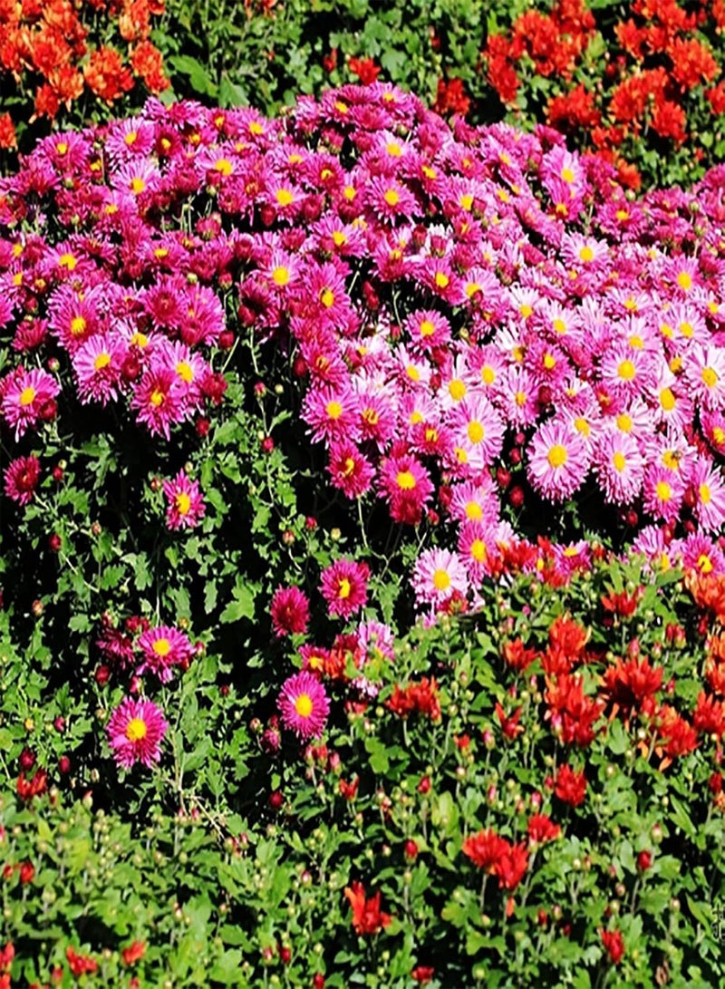 GGOOT Green Garden Flower Plants-100Pcs Ground-Cover Chrysanthemum Seeds Home Garden Yard Flower Bonsai Decor - Rose Red - Image 2
