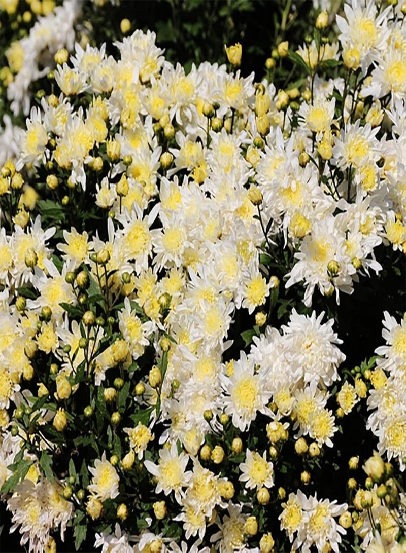 GGOOT Green Garden Flower Plants-100Pcs Ground-Cover Chrysanthemum Seeds Home Garden Yard Flower Bonsai Decor - Rose Red - Image 5