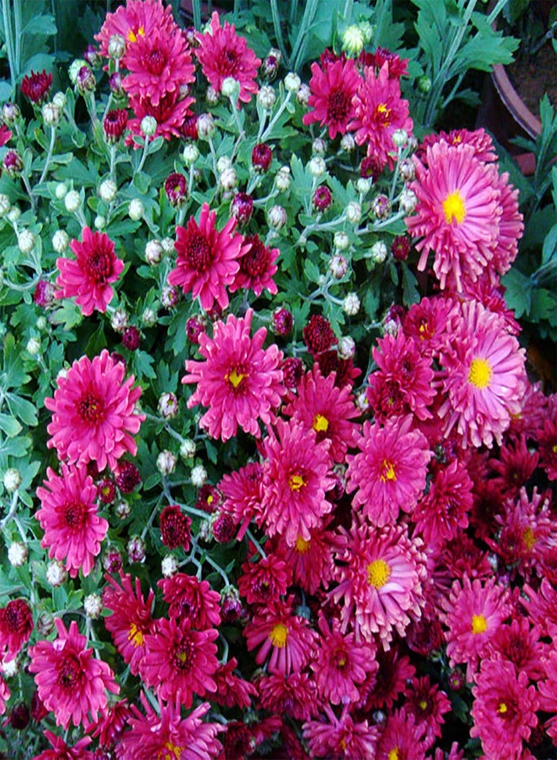 GGOOT Green Garden Flower Plants-100Pcs Ground-Cover Chrysanthemum Seeds Home Garden Yard Flower Bonsai Decor - Rose Red - Image 1