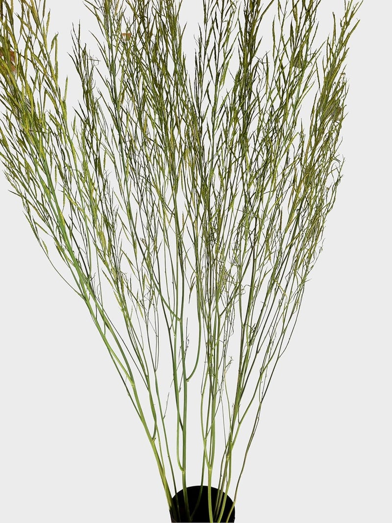 RUKDA Natural Dried Green Branches Long Real Stems for Vases Rustic Home Decor DIY Crafts Wedding Party Decor Office Living Room Decoration Pack of One - Image 2