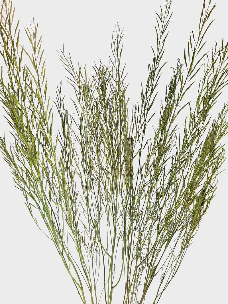 RUKDA Natural Dried Green Branches Long Real Stems for Vases Rustic Home Decor DIY Crafts Wedding Party Decor Office Living Room Decoration Pack of One - Image 3