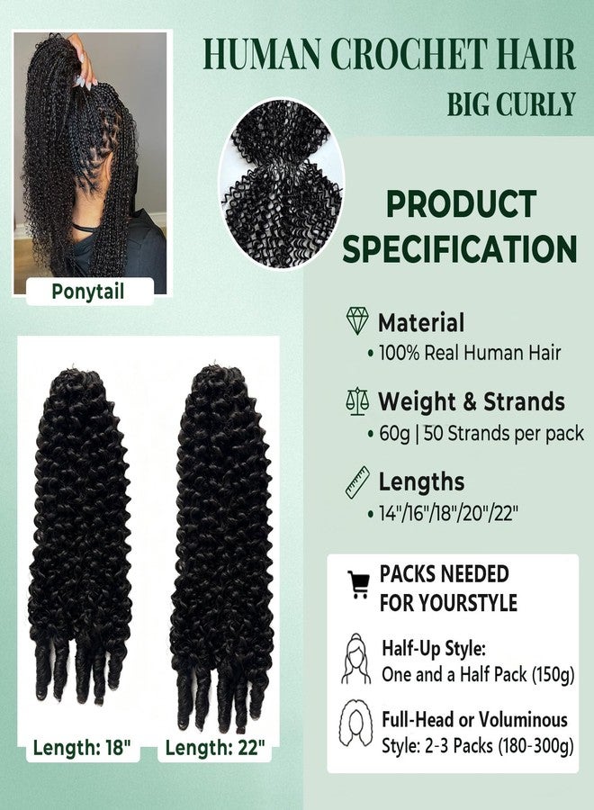 Licoville Burmese Curly Crochet Hair for Black Women, 14 Inch 60G Invisible Burmese Curly Feather Crochet Human Hair Extensions Pre Separated Knotless Crochet Curly Hair Bundles Medium to High Volume - Image 3