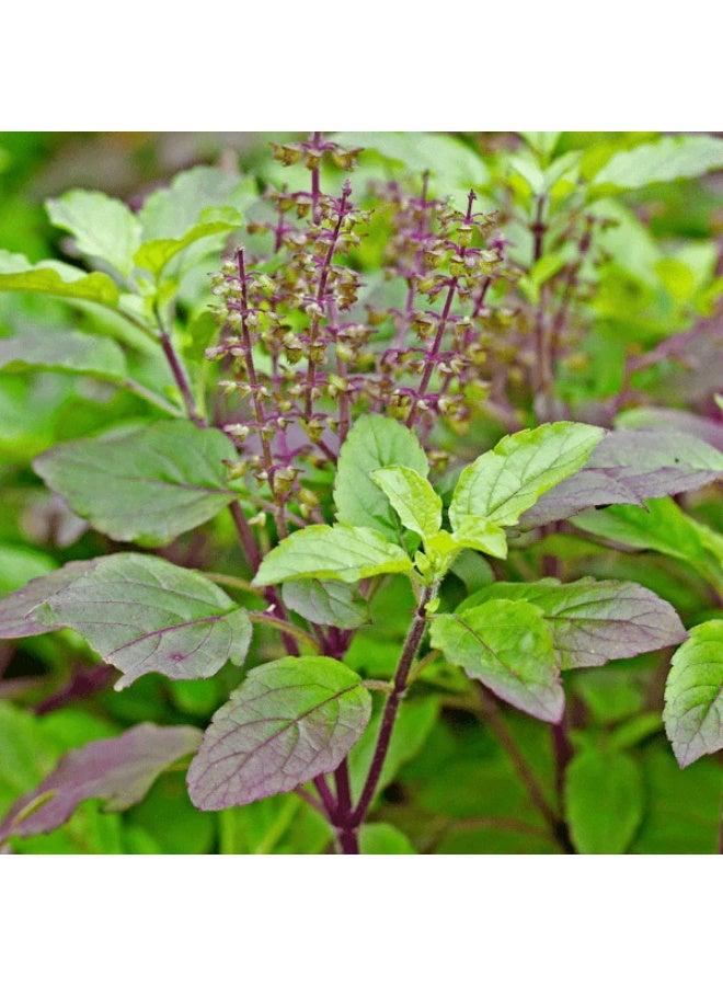 Krishna Tulsi Herb Seeds