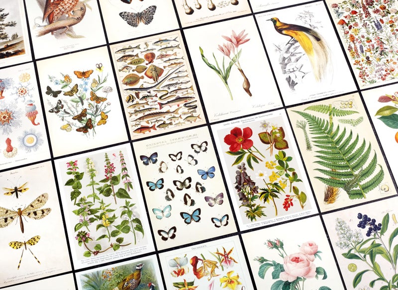 Wintertime Crafts Nature Collection Postcard Set: Pack of 30 Retro Style Botanical, Nature and Birds Postcards - Image 3