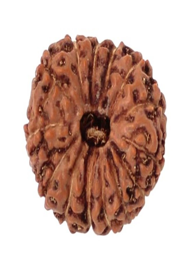 IRIS GEMS 14 Mukhi Rudraksha Indonesia Original Certified Natural 14 Mukhi Java Rudraksha with Pendant Or Laal Dori Fourteen Mukhi Rudraksha Brown Bead 14 मुखी रुद्राक्ष ओरिजिनल सर्टिफाइड by IRIS GEMS - Image 1