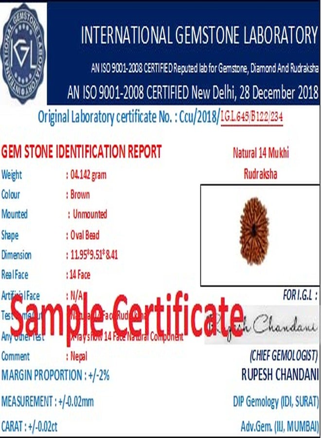 IRIS GEMS 14 Mukhi Rudraksha Indonesia Original Certified Natural 14 Mukhi Java Rudraksha with Pendant Or Laal Dori Fourteen Mukhi Rudraksha Brown Bead 14 मुखी रुद्राक्ष ओरिजिनल सर्टिफाइड by IRIS GEMS - Image 4